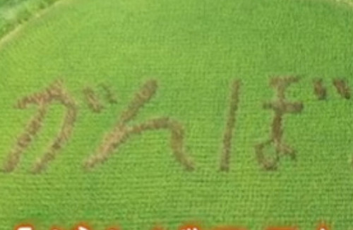 コロナ禍の日本を応援するぞ 高知県本山町が棚田アートを作るもとんでもないミスをしてしまうwwww はちま起稿 コロナ禍の日本を応援するぞ 高知県本山町が棚田アートを作るもとんでもないミスをしてしまうwwww はちま起稿