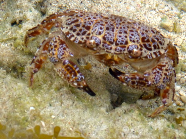 Atauro_crab