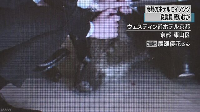 引用画像