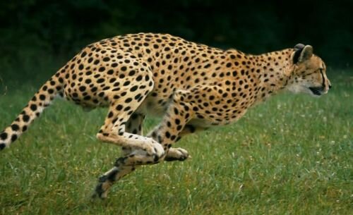 run-51