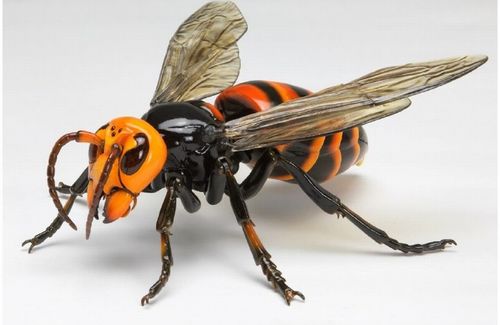 動画 大物ユーチューバーさん 捕まえたスズメバチをツンツンしてたら指を刺されてしまう その末路がヤバすぎる はちま起稿