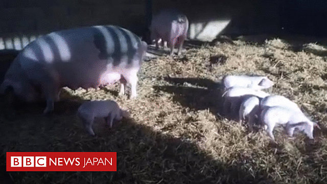 引用画像
