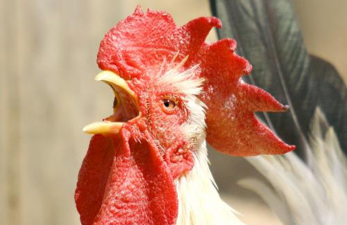 違法の闘鶏から逃げ出そうとした鶏さん、ナイフで飼い主の股間を刺す → 飼い主死亡