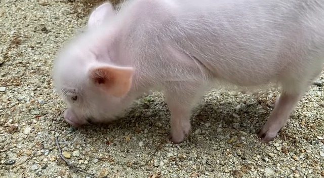 2021y05m31d_164824960