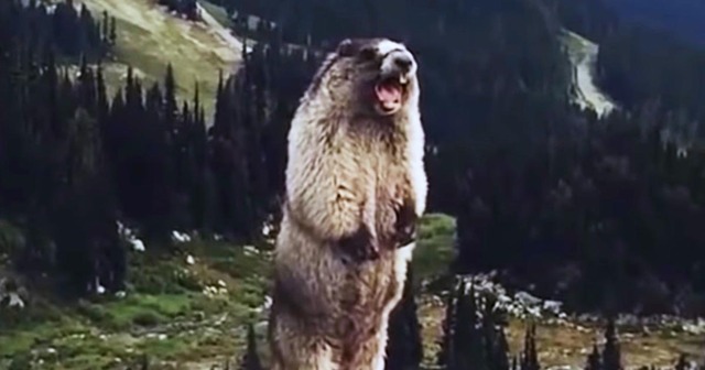 eb50698bfde81d02629bbd02850abecc-72