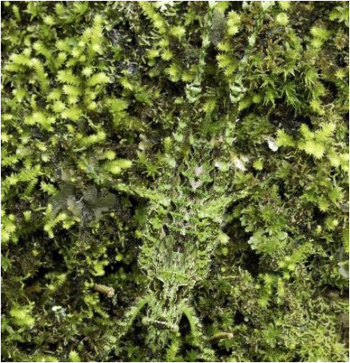 camouflages08