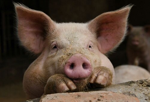 AS20181130004177_comm