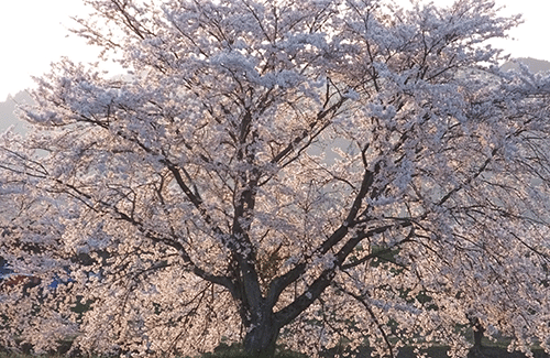 名称未設定-1-復元