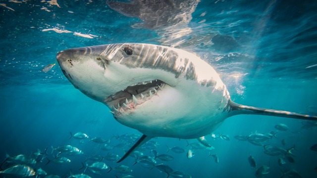 GettyImages-610279844-e1601153876117-1600x900