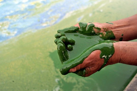 090618-03-algae-growth-china_big