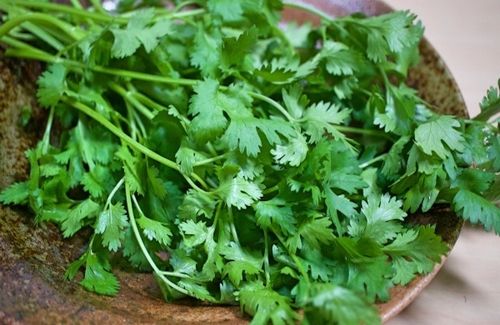 coriander_0-2