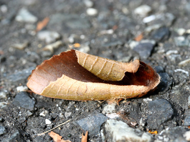 murasyati