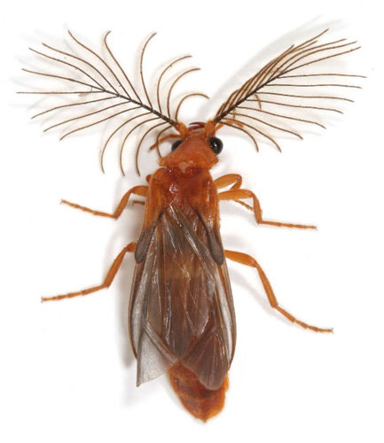 Phengodes2