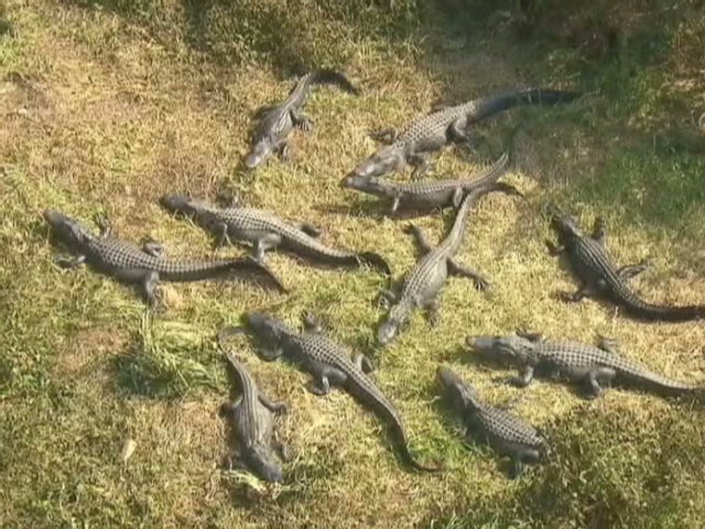 gator