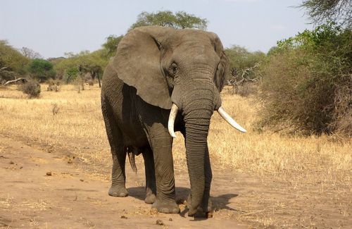 elephant-114543_960_720