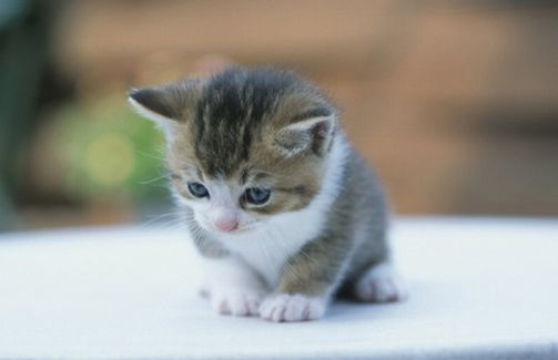 胸糞 トルコで子猫を し食べた日本人に罰金 国外退去処分 日本にもかえってくるな はちま起稿 胸糞 トルコで子猫を し食べた日本人に罰金 国外退去処分 日本にもかえってくるな はちま起稿