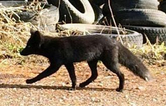 【可愛い】超珍しい「黒いキツネ」が北海道に出現!突然変異の可能性も : はちま起稿