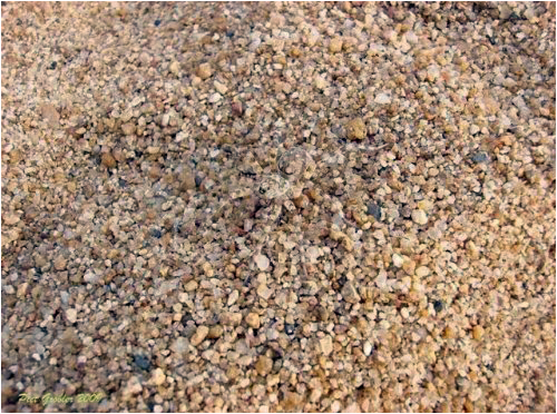 camouflages09