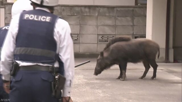 引用画像