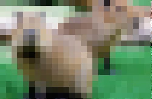 2018.04カピバラ2