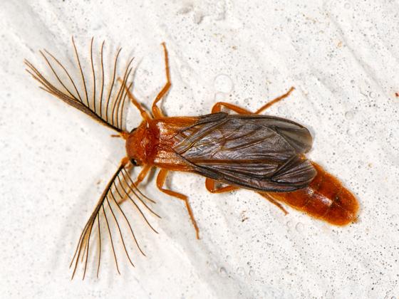 phegodidae1319599070209