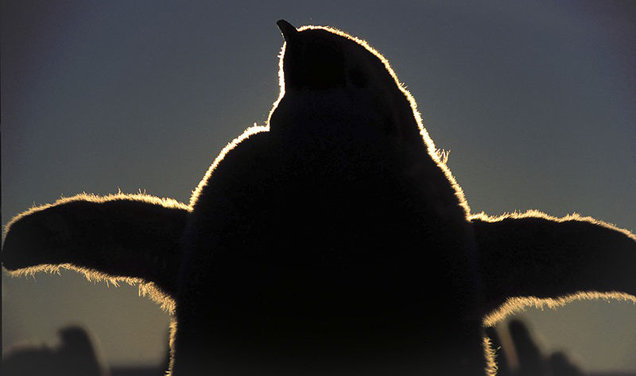 151016_penguin01
