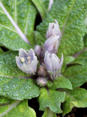 4d4981c2790323103122dd676ddc64d5