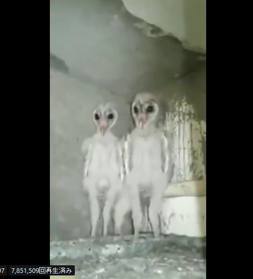 bandicam 2018-11-17 09-17-06-598