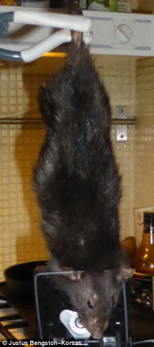 article-2589961-1C95299400000578-519_306x688