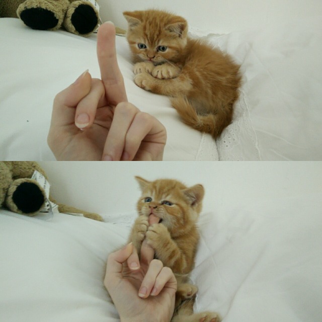 tumblr_o7l8u5NyD61u84zgbo1_1280