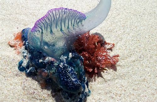 bluebottle-205072_640