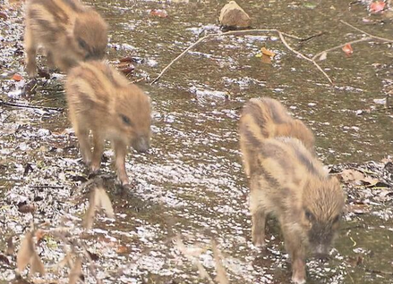 4be5c747a64d8e7cc0299c7447e25e1f