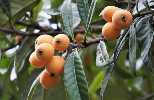 loquat_1
