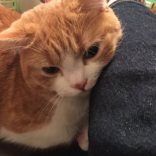 gu-cat5
