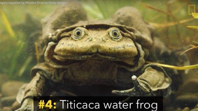 160506uglyanimals2 (1)