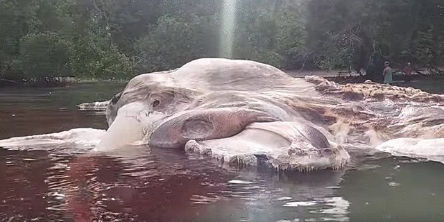 引用画像