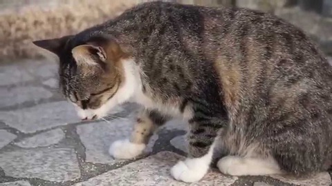 猫を呼ぶ泣き声