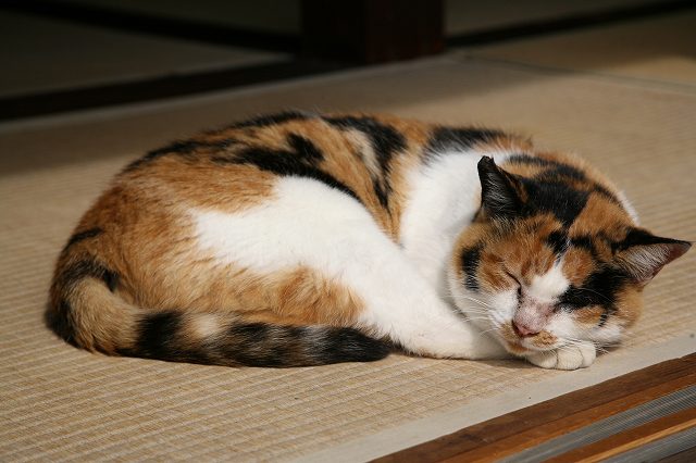 本当にあった2chの怖い話 【オカルト】猫に故人の顔を見せると成仏出来ない