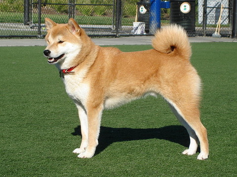 犬学