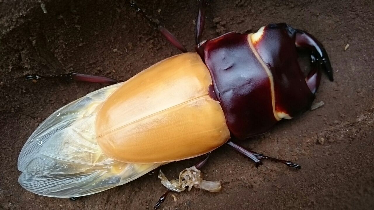 ｇタイプ極太系桃園縣 The D G F Kuwagata Atm