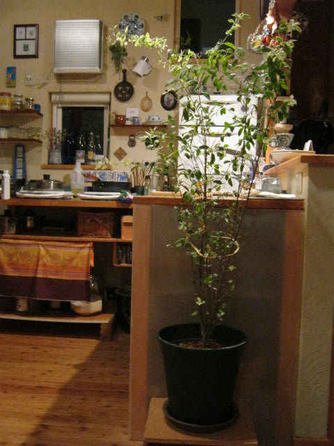 キッチンを植木で目隠し ワタシらしいキッチン