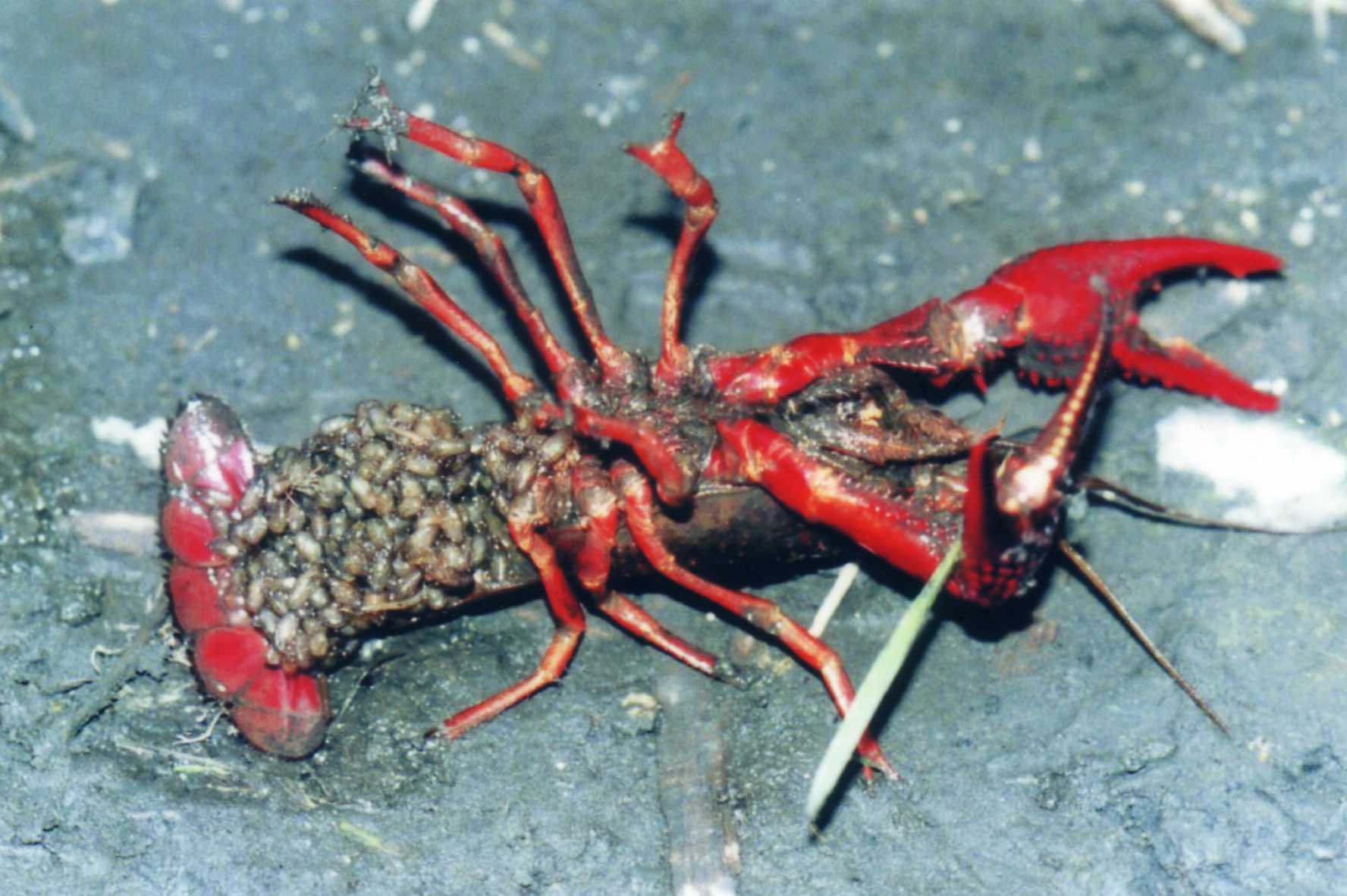ビオトープつくり その２ 淡水魚を増やす ４ 自然塾トンボクラブ ハト豆ねっと 鳩ヶ谷地域の情報満載