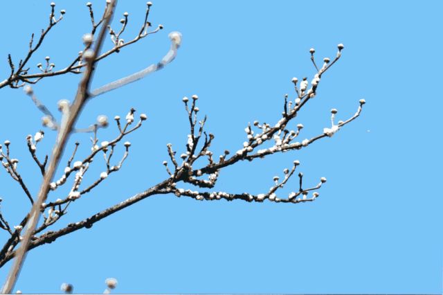 カイガラムシ 小さな観察 2 自然塾トンボクラブ ハト豆ねっと 鳩ヶ谷地域の情報満載 カイガラムシ 小さな観察 2 自然塾トンボクラブ ハト豆ねっと 鳩ヶ谷地域の情報満載