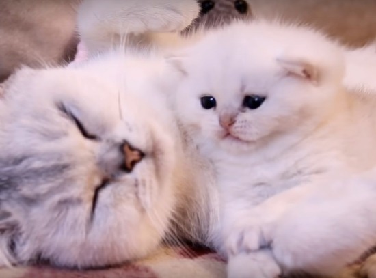 ねこトップ画面-1200x887