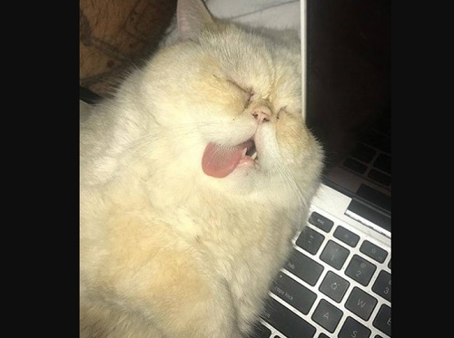 「あの…そこで寝られると困るんですけど…」仕事用PCの上で爆睡する猫ちゃん