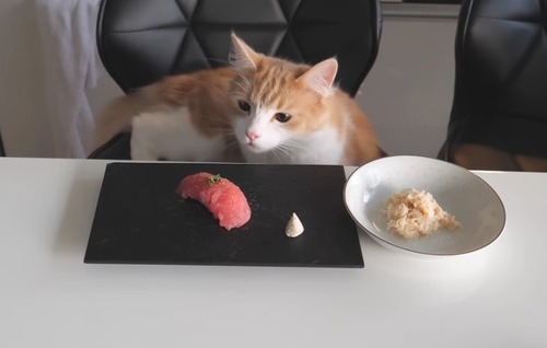 catfood_11