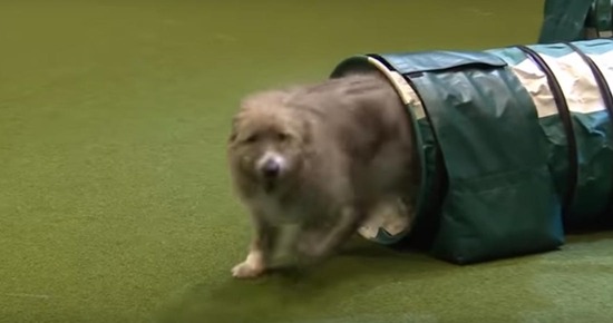 dogsho2