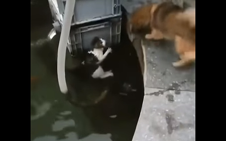 犬が水から猫を救う01