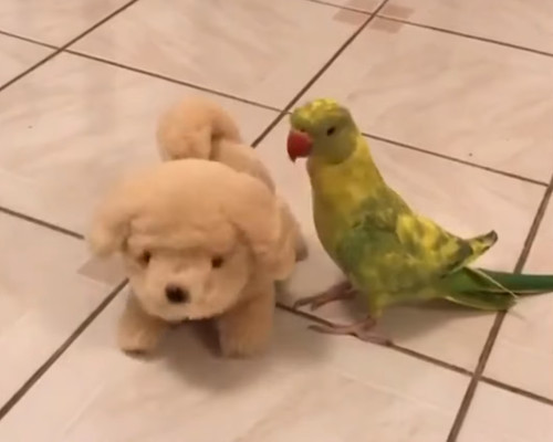 inu_inko4