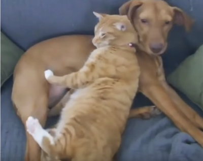 犬と猫がカップルにしか見えない7